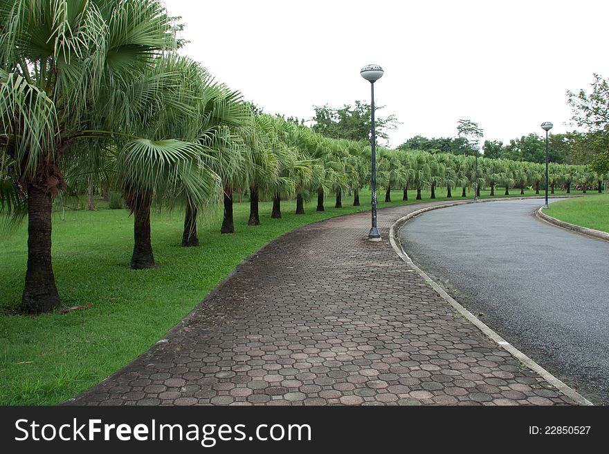 Lined with beautiful palm trees standing in a park. Lined with beautiful palm trees standing in a park