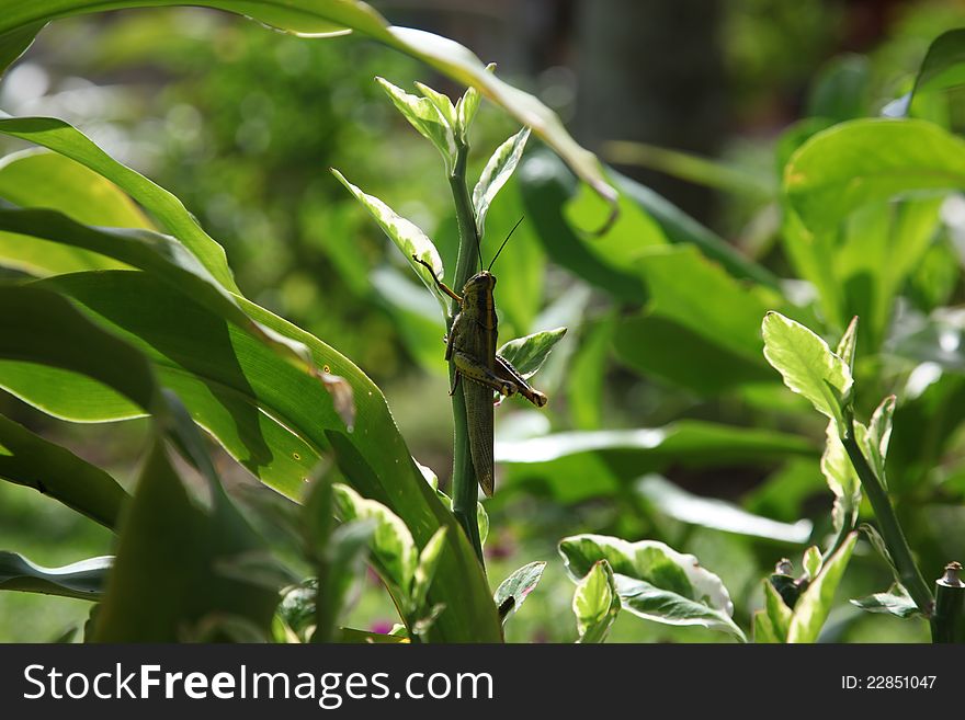 It is common voracious green locusts
