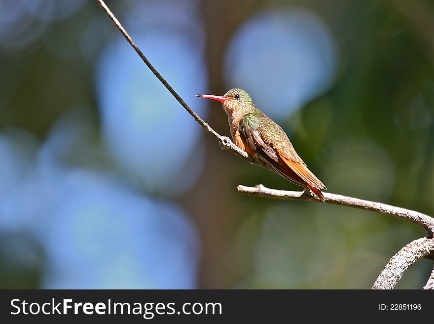 Cinnamon Hummingbird (Amazilia rutila) perched on a branch. These tiny birds are native to the tropical regions of Latin America. This photo was taken in Belize.