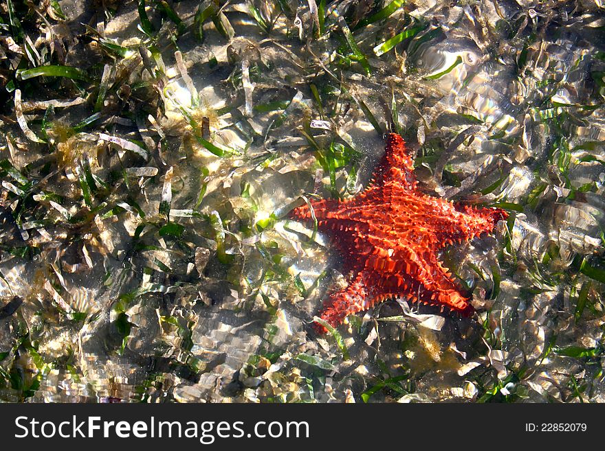 Cushion Sea Star Starfish In Shallow Water