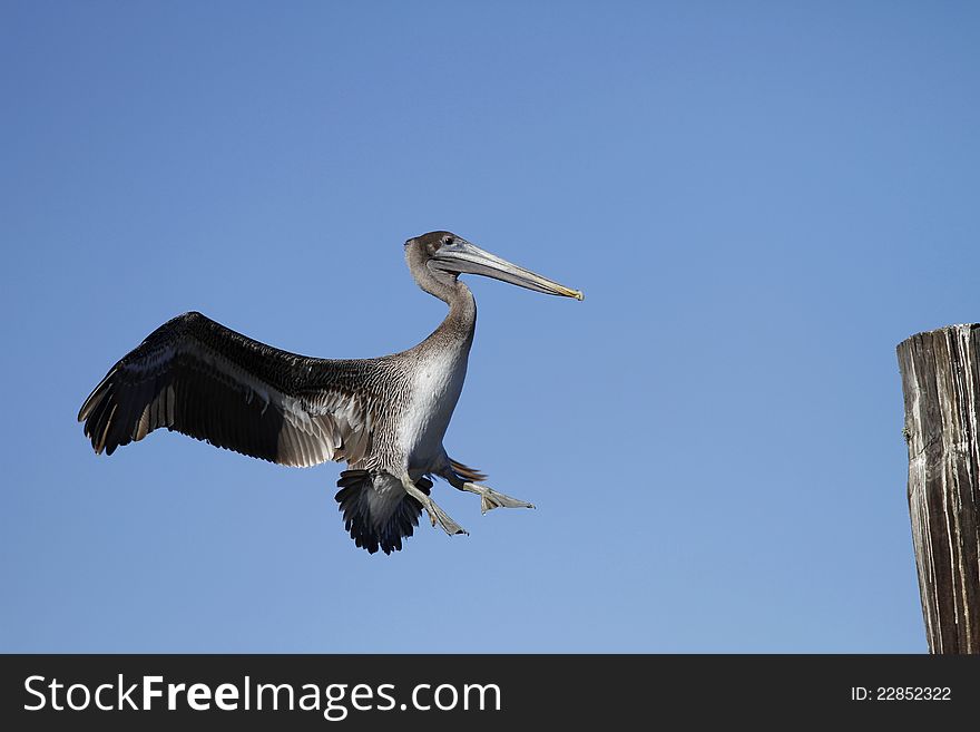 A Brown Pelican about to land on a piling. clear blue sky background. A Brown Pelican about to land on a piling. clear blue sky background.