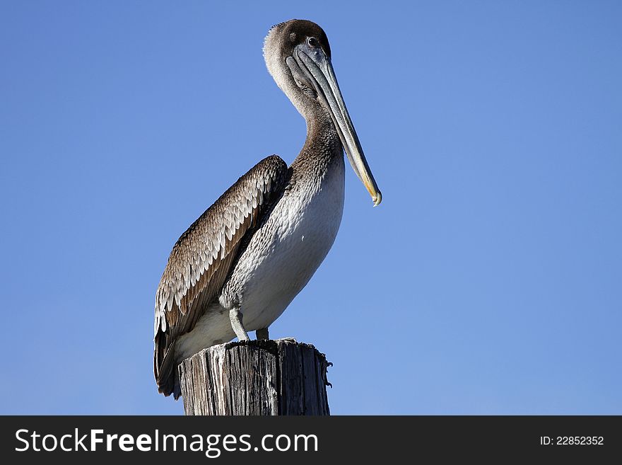 Brown Pelican standing on top of a piling. clear blue sky background. Brown Pelican standing on top of a piling. clear blue sky background.