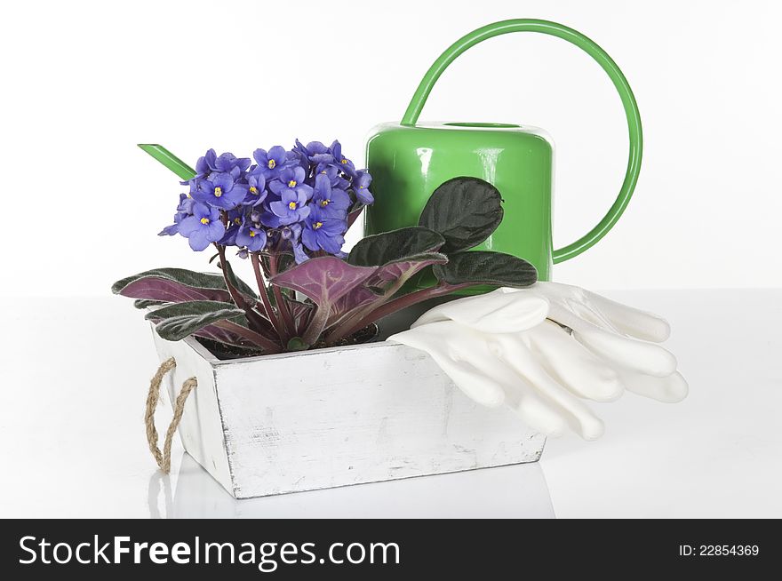 Concept still life with violet viola,  gloves and green watering can over white. Concept still life with violet viola,  gloves and green watering can over white