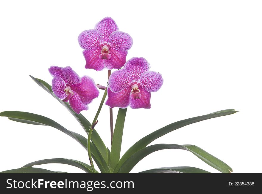 Flower of blooming orchid over white background