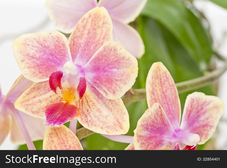Flower of blooming phalaenopsis orchid over white background. Flower of blooming phalaenopsis orchid over white background