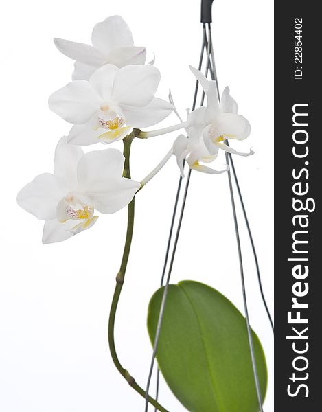 Flower of blooming phalaenopsis orchid over white background. Flower of blooming phalaenopsis orchid over white background