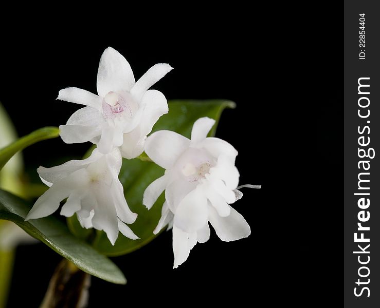 Flower of blooming dendrobium aberrans orchid over black background. Flower of blooming dendrobium aberrans orchid over black background