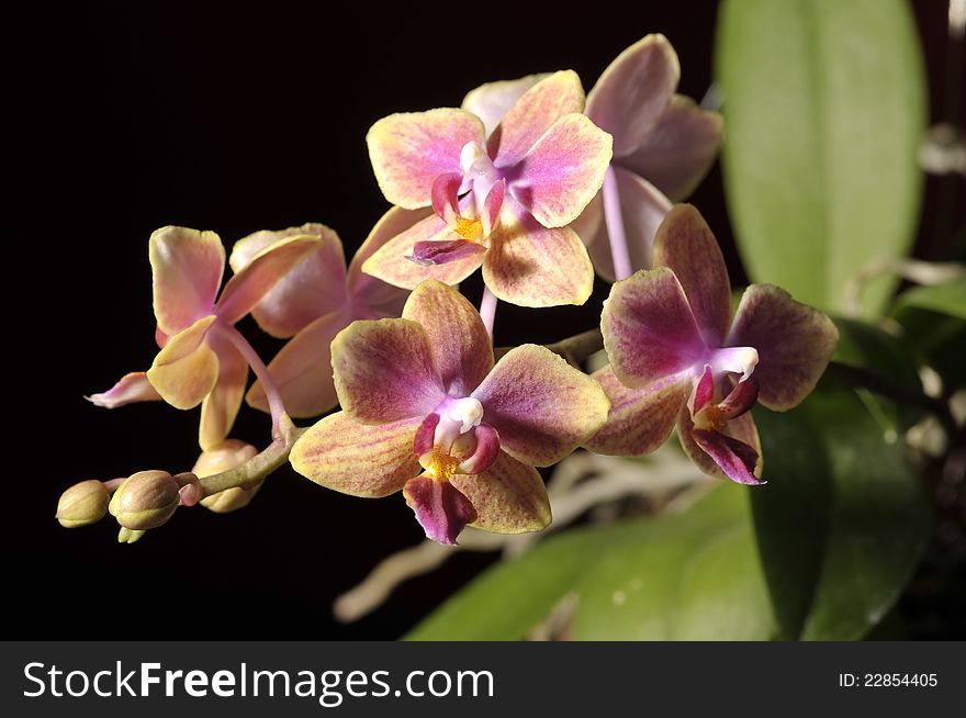 Flower of blooming  phalaenopsis orchid