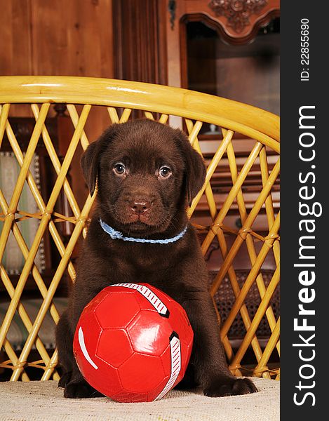 Brown labrador puppy sits on the chair with red ball in front of wooden furniture in rich interior. Brown labrador puppy sits on the chair with red ball in front of wooden furniture in rich interior.