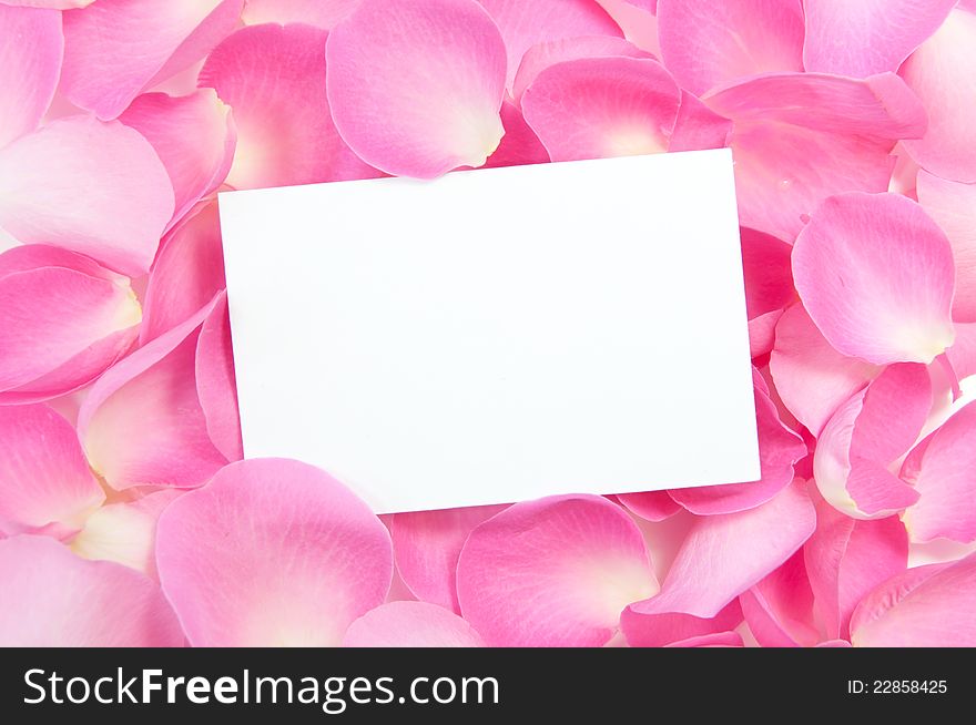 Blank card amongst pink roses. Blank card amongst pink roses