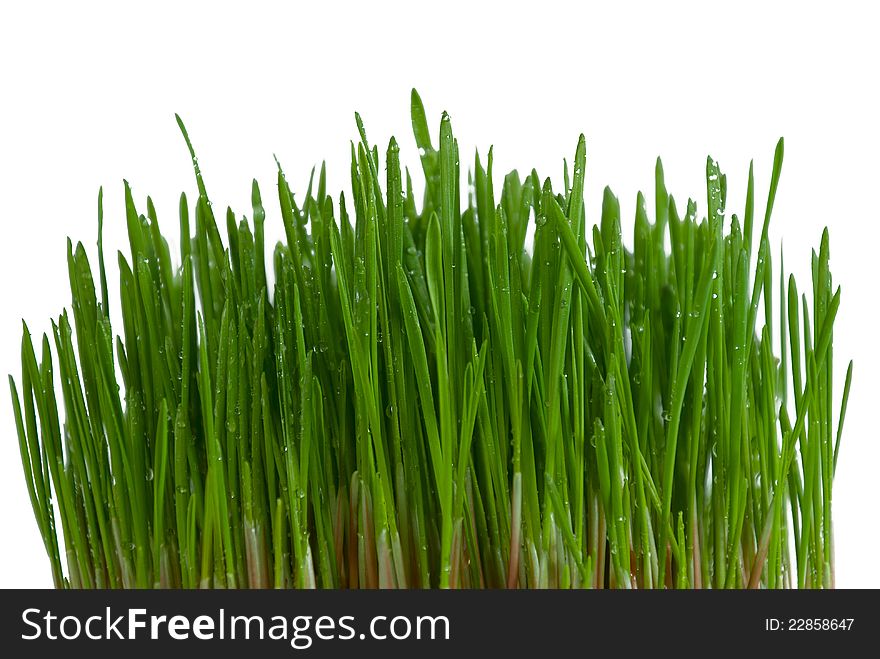 Bush Of Green Grass