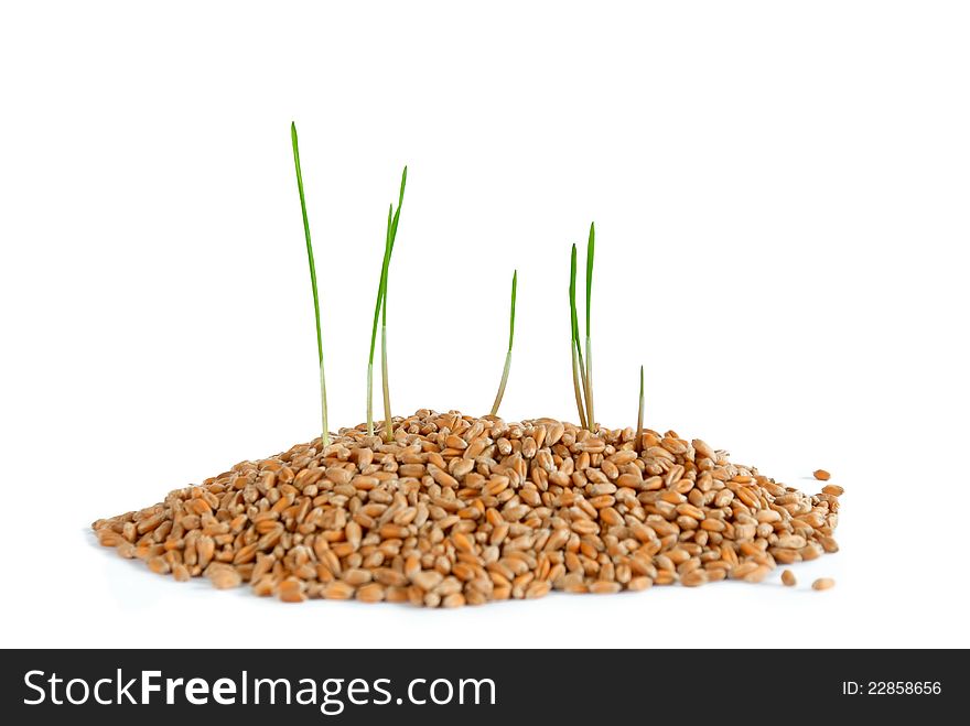 Young sprout in wheat, on white background