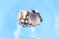 Seashell Underwater Stock Photo