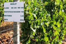 Vineyard Of Wine Producing Grapes Royalty Free Stock Image Vineyard Of Wine Producing Grapes Royalty Free Stock Image
