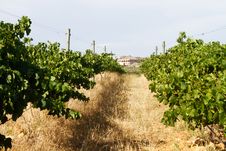 Vineyard Landscape With Villa Stock Photo Vineyard Landscape With Villa Stock Photo