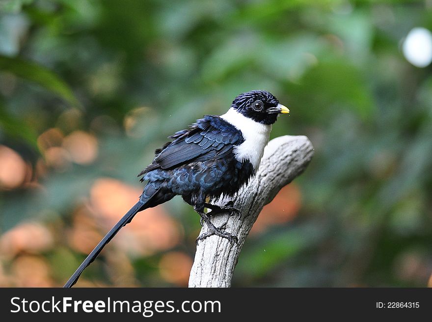 Celebes Magpie standing on branches