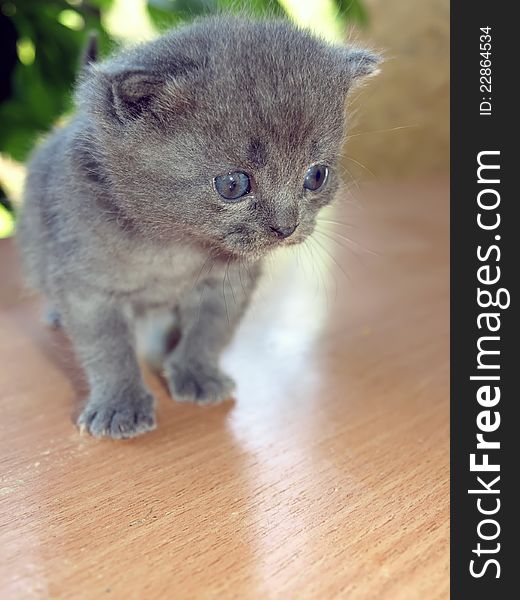 Gray funny little kitten sitting on a wooden surface