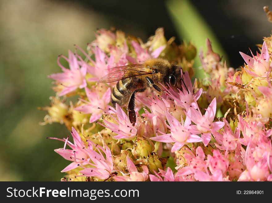 Close-up bee on purple flowers