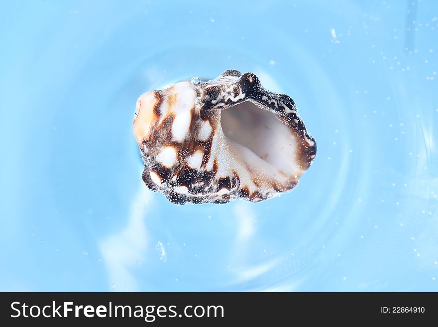 Seashell underwater collected air bubbles, blue background