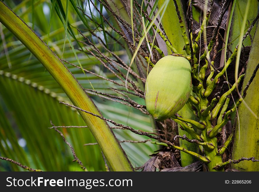 Green coconut at tree