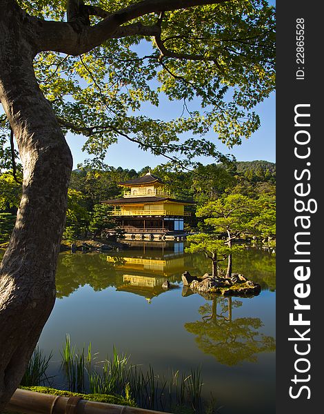 The golden pavilion located in kyoto. Photo taken during daytime with clear blue sky. Tree in the foreground and the reflections of the golden pavilion on the water.