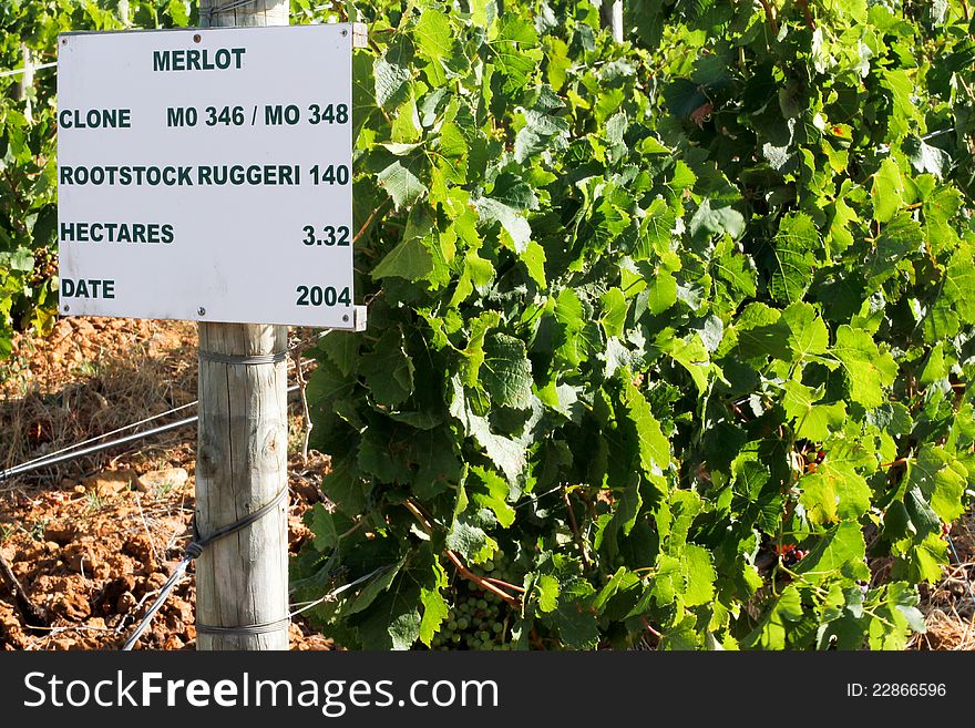 Vineyard Of Wine Producing Grapes