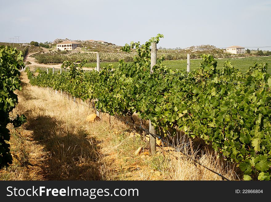 Mediterranean vineyard country villas