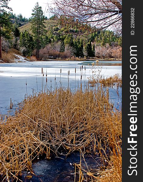 Beautiful cattails on snowy lake with mountain and trees in the distance. Wintertime in the mountains. Beautiful cattails on snowy lake with mountain and trees in the distance. Wintertime in the mountains.