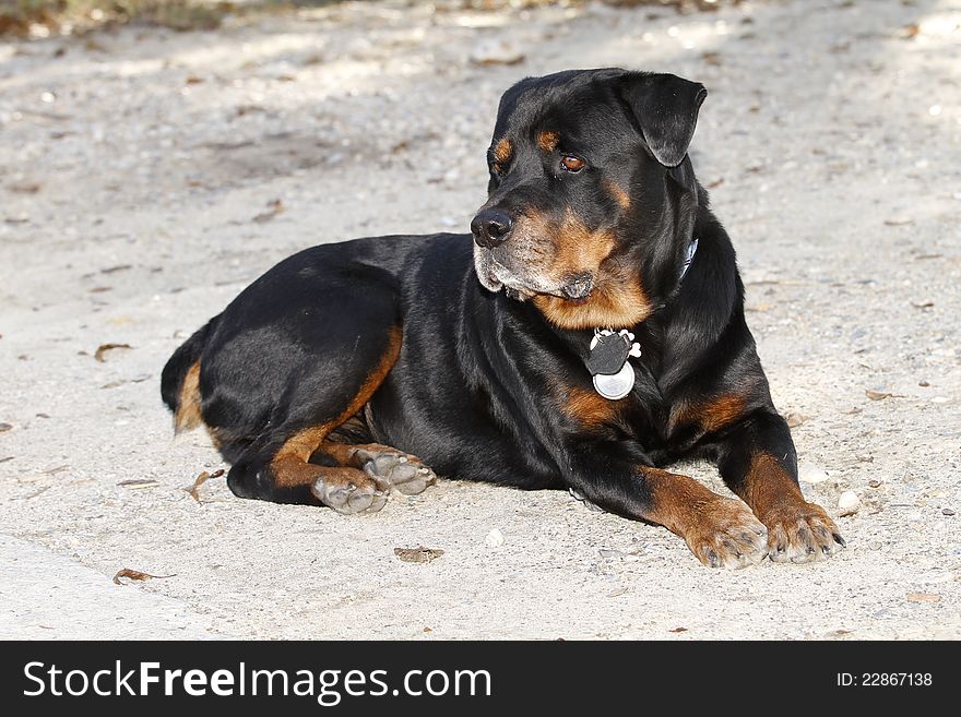 Rottweiler laying on the gravel driveway