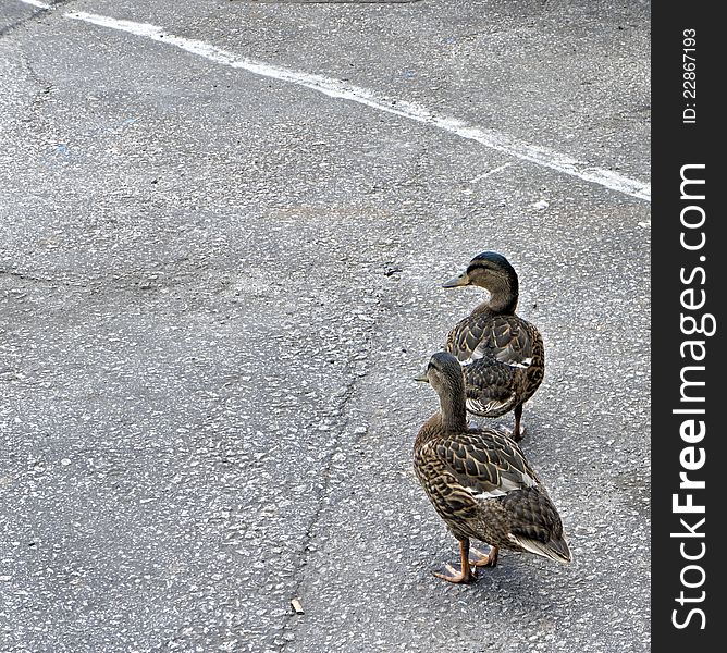 Nice wild duks in the street. Nice wild duks in the street