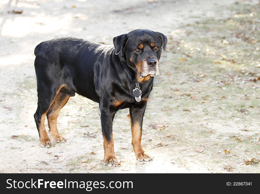 Rottweiler standing in a gravel driveway.