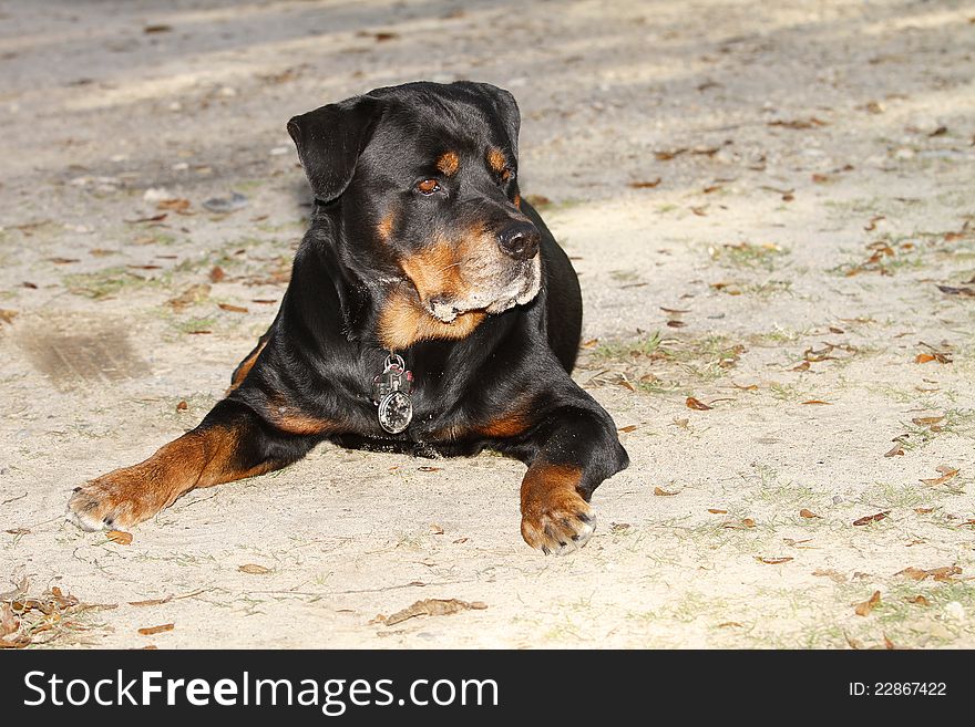 Rottweiler laying in a gravel driveway.with a watch on his collar .