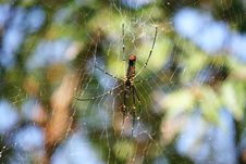 Giant Spider Stock Images Giant Spider Stock Images