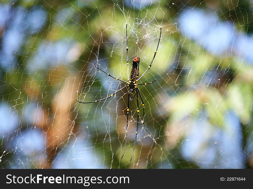 Nephila pilipes which is one of the species of golden orb-web spider. Nephila pilipes which is one of the species of golden orb-web spider.
