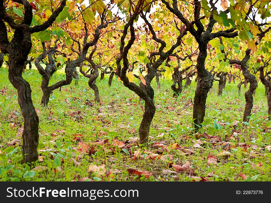 View of a vineyard in autumn. View of a vineyard in autumn
