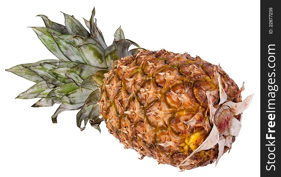 Single Pineapple