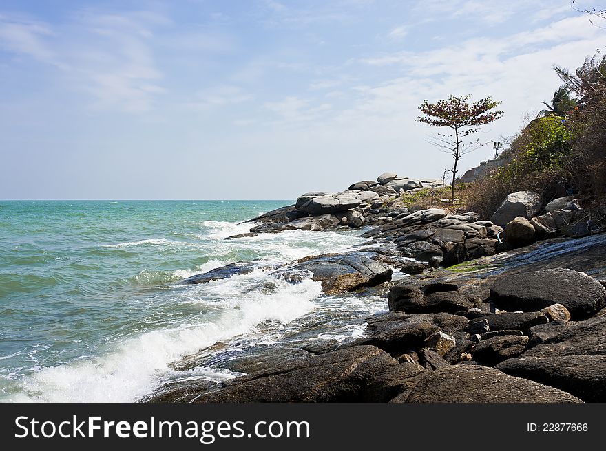 Stone beach with lonely tall tree