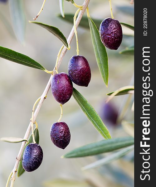 Beautiful raw olives from Spain