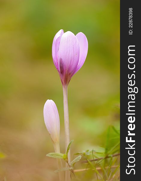 Nice flowers in the autumn (Colchicum autumnale)