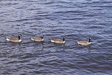 Canada Geese - Branta Canadensis Royalty Free Stock Images Canada Geese - Branta Canadensis Royalty Free Stock Images