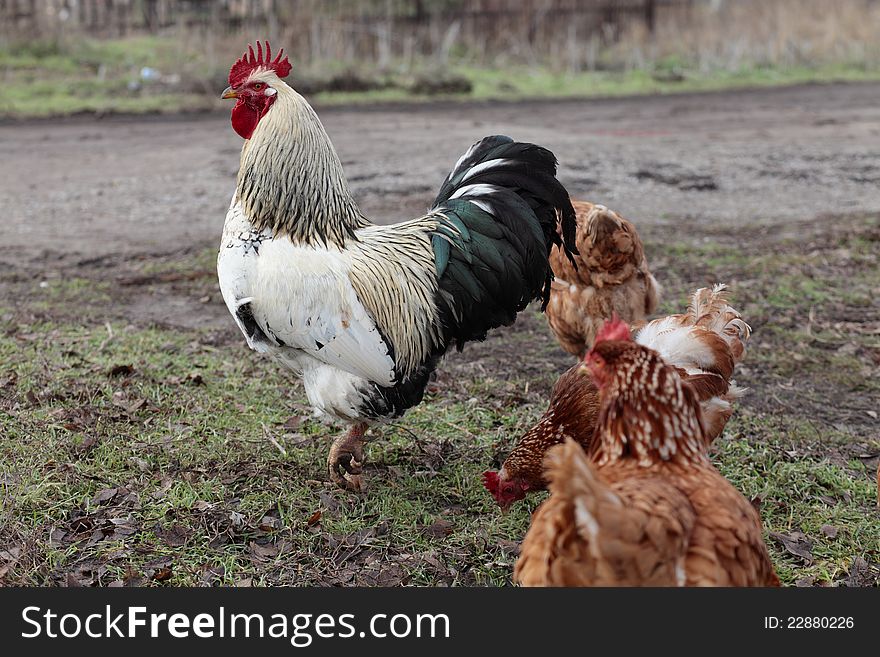 Cock in farm.