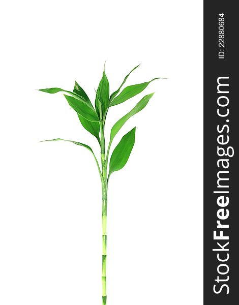 Fresh Bamboo leave on white background. Fresh Bamboo leave on white background