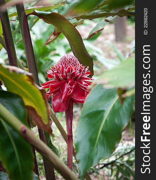 Also known as Torch Ginger, Ginger Flower, Red Ginger Lily, Torch Lily, Wild Ginger, Combrang, Bunga Siantan, Philippine Wax Flower, Xiang Bao Jiaing, Indonesian Tall Ginger, Boca de DragÃ³n, Rose de Porcelaine, Porcelain Rose) is a species of herbaceous perennial plant. Botanical synonyms include Nicolaia elatior,Phaeomeria magnifica, Nicolaia speciosa, Phaeomeria speciosa, Alpinia elatior, Alpin. Also known as Torch Ginger, Ginger Flower, Red Ginger Lily, Torch Lily, Wild Ginger, Combrang, Bunga Siantan, Philippine Wax Flower, Xiang Bao Jiaing, Indonesian Tall Ginger, Boca de DragÃ³n, Rose de Porcelaine, Porcelain Rose) is a species of herbaceous perennial plant. Botanical synonyms include Nicolaia elatior,Phaeomeria magnifica, Nicolaia speciosa, Phaeomeria speciosa, Alpinia elatior, Alpin
