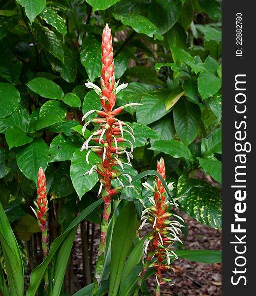 Pitcairnia Maidifolia