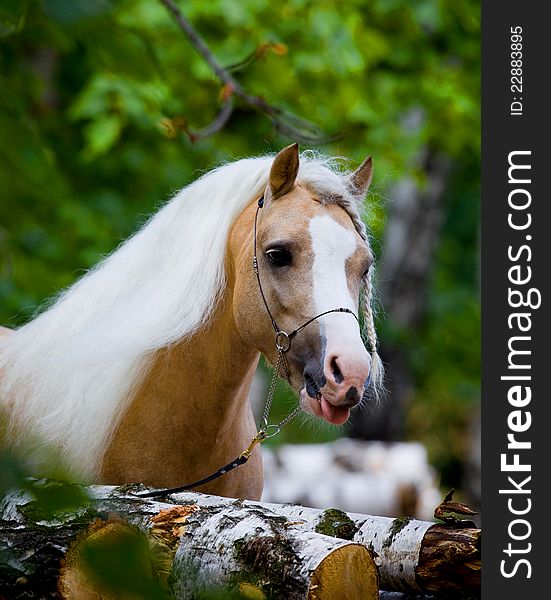 Portrait of Welsh horse in wood.