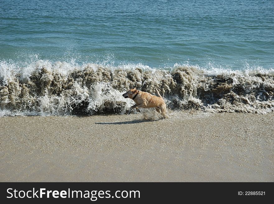 Yellow lab running next to wave at beach. Yellow lab running next to wave at beach