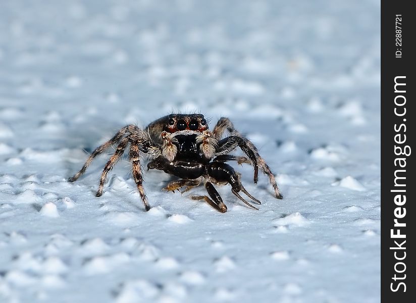 The spider eating a grasshopper. The spider eating a grasshopper