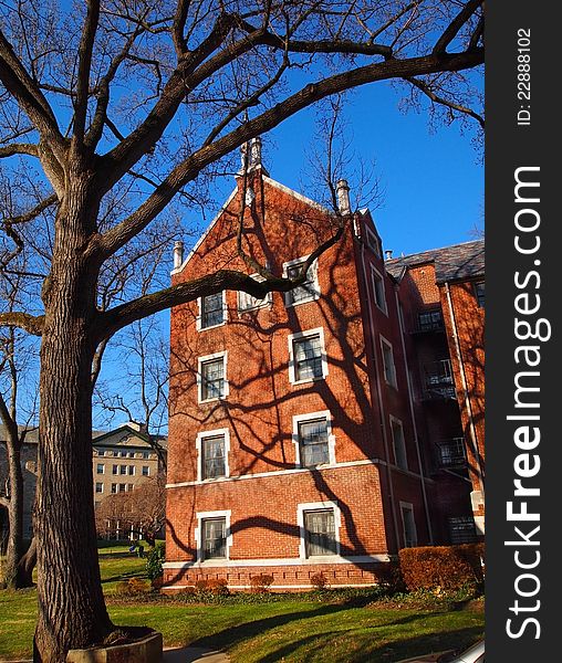 Dramatic, strong, winter tree shadows on the side of a brick building. Dramatic, strong, winter tree shadows on the side of a brick building.