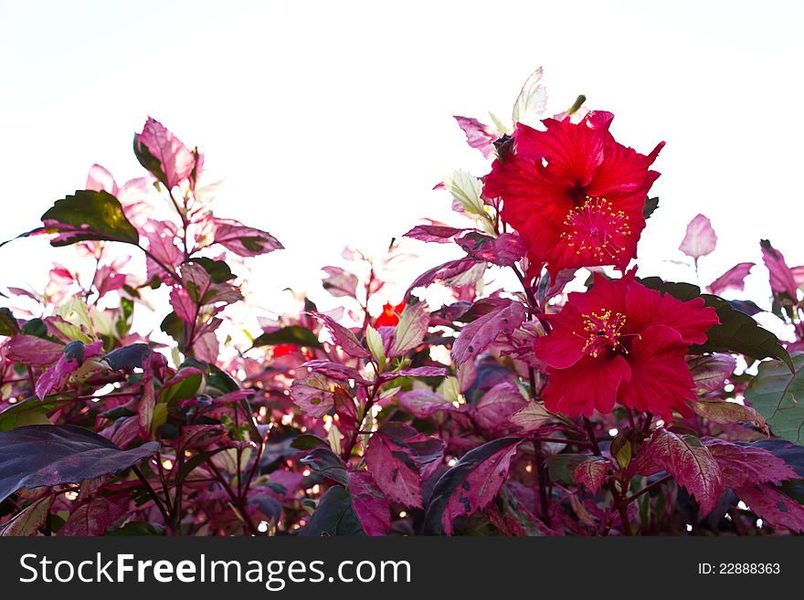 Red Hibiscus Flowers.