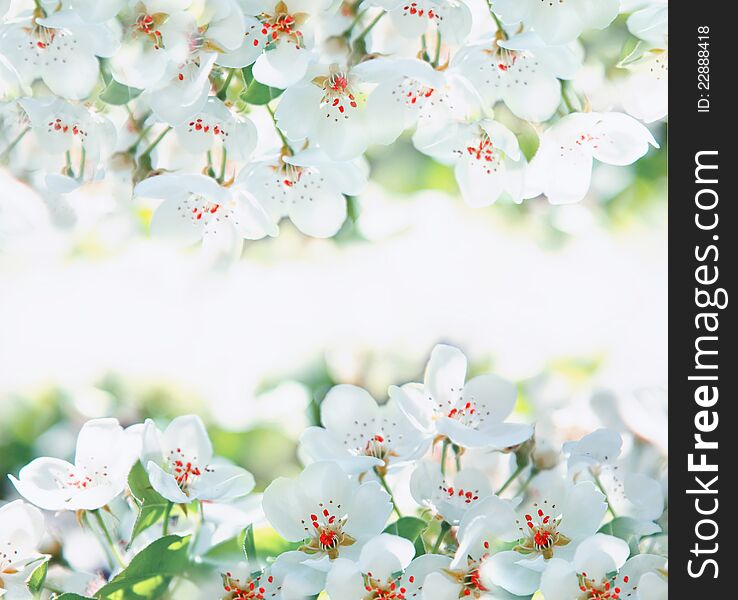 White cherry flowers on a spring day. White cherry flowers on a spring day